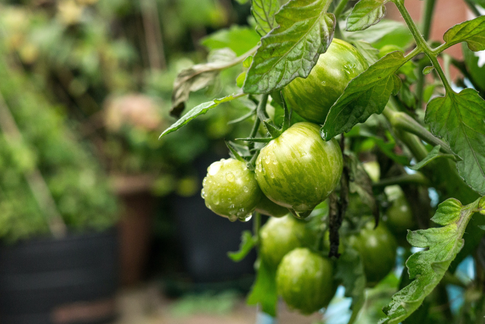 X Reasons Your Tomatoes Aren't Turning Red