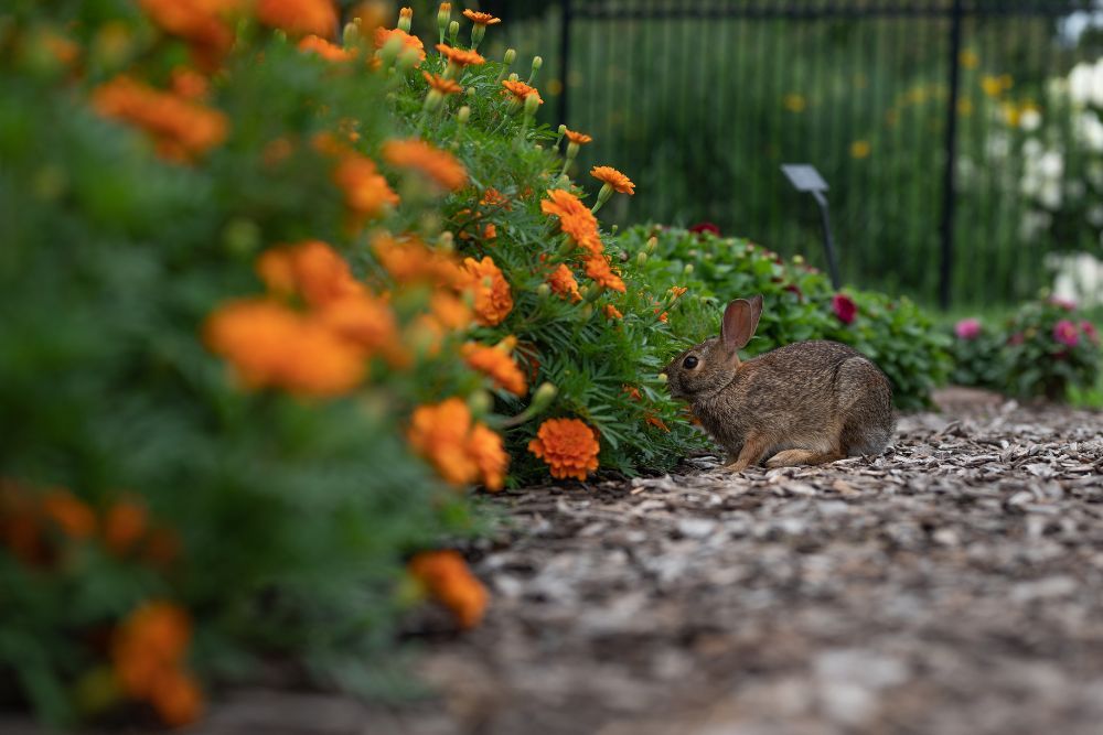 Grow the Right Plants - How to Keep Rabbits Out of Your Garden