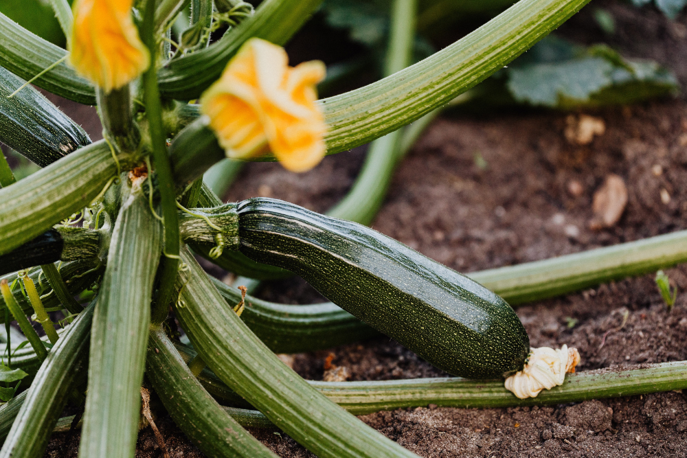 Growing Zucchini Plant with Flowers