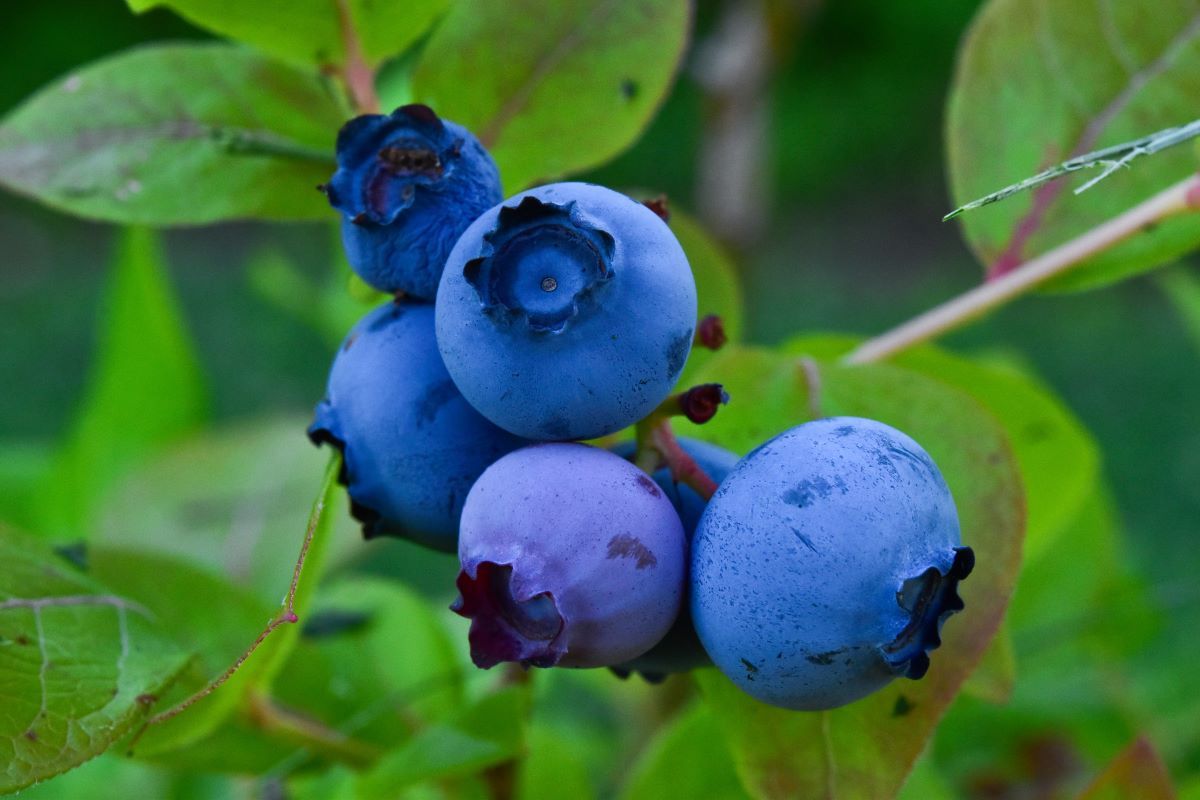 5 Best Fertilizers for Blueberries