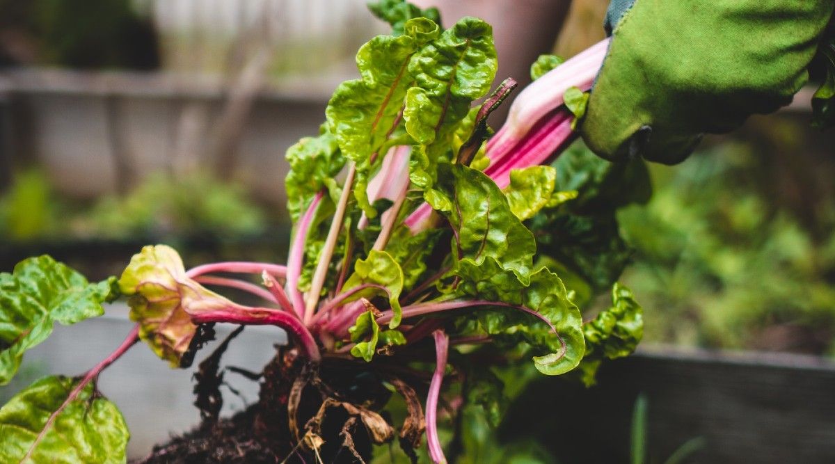 Nourish Your Lettuce Garden Discover the Top 6 Benefits of Using Epsom