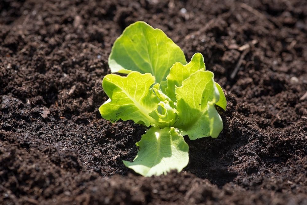 7 Lettuce Growing Problems and How to Fix Them