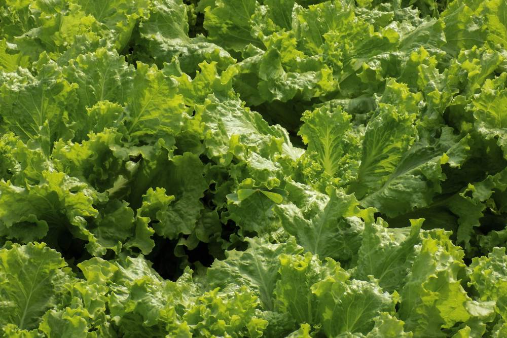 How to Fertilize Lettuce With Epsom Salt