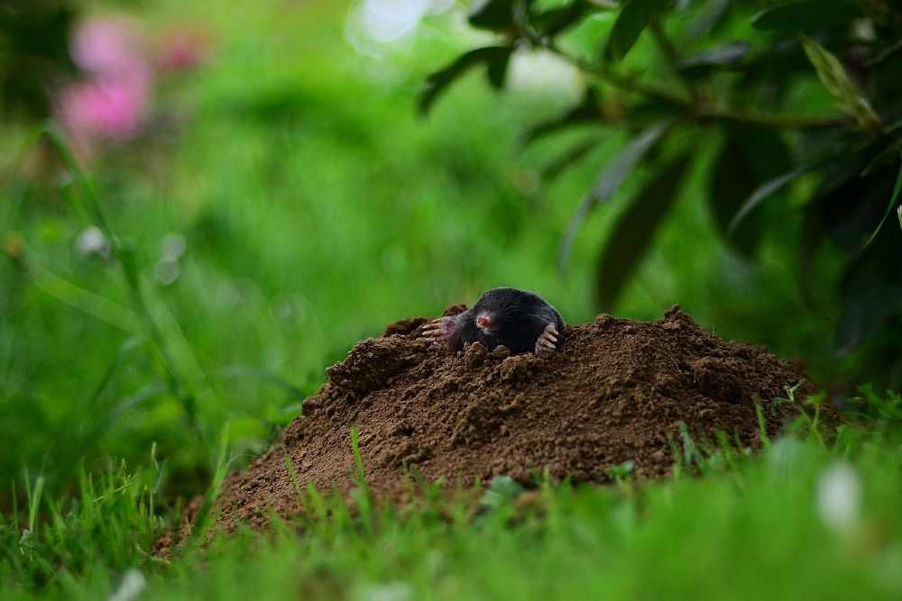 Does Lime Repel Moles From Your Lawn?