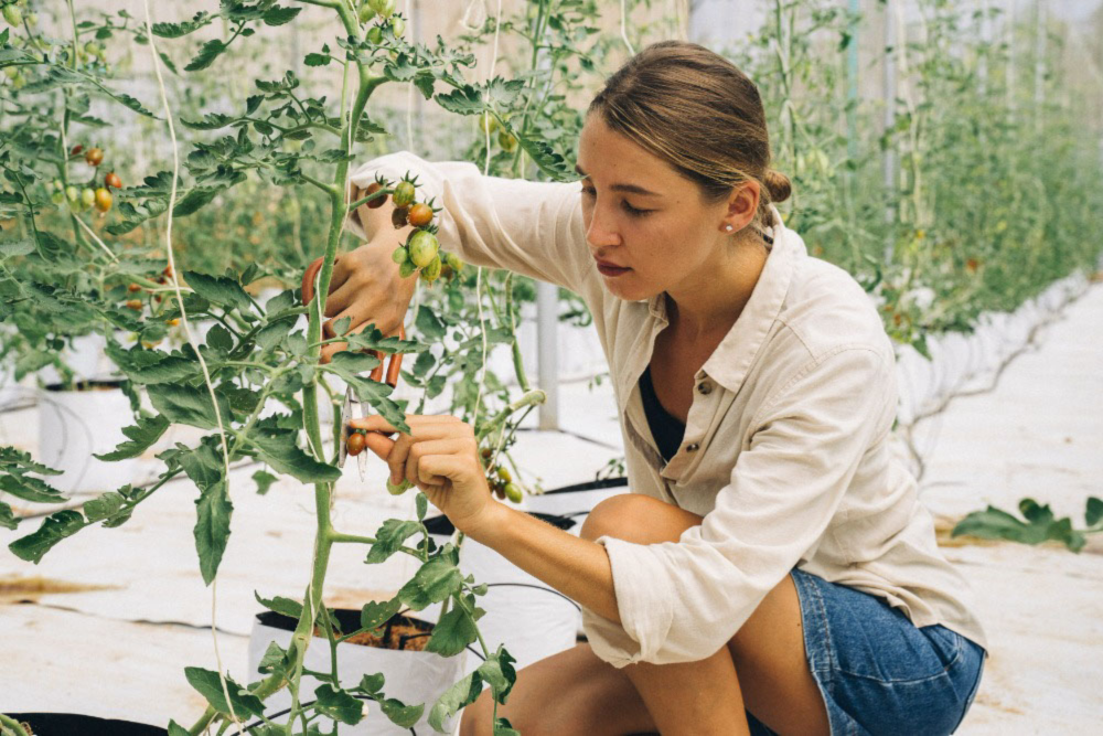 transplanting tomato plants