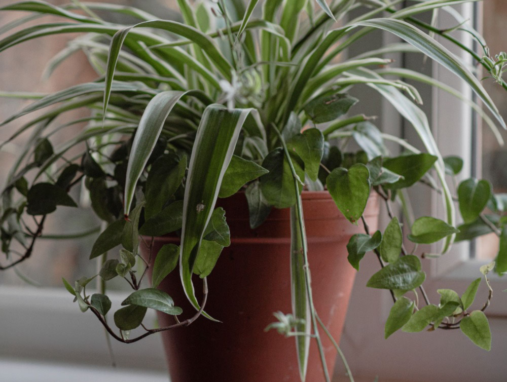 Should You Cut the Spider Babies off Your Spider Plant?