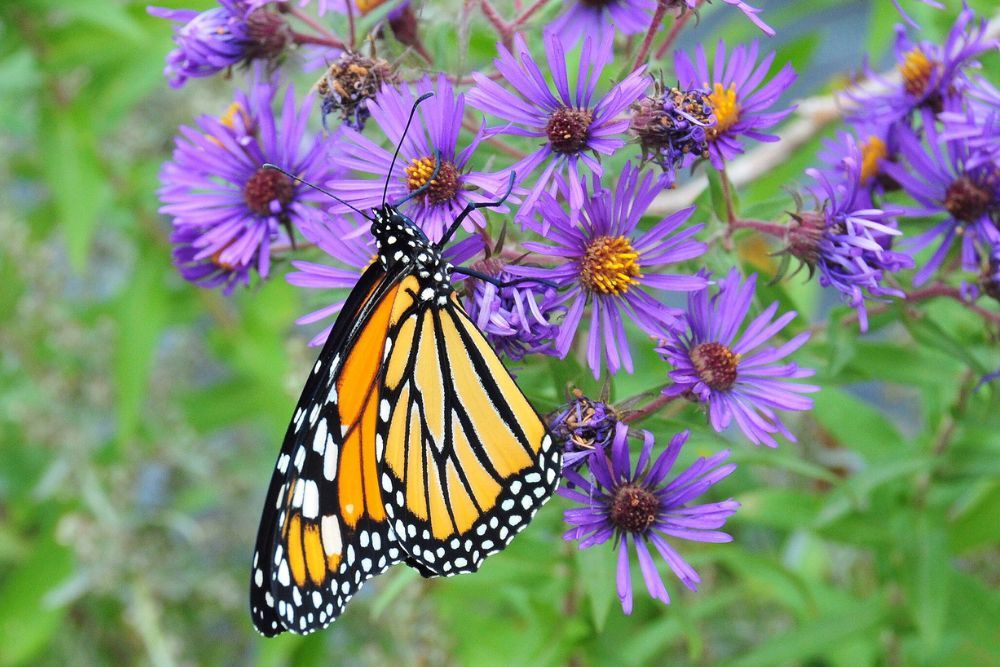 New England Asters with a butterfly