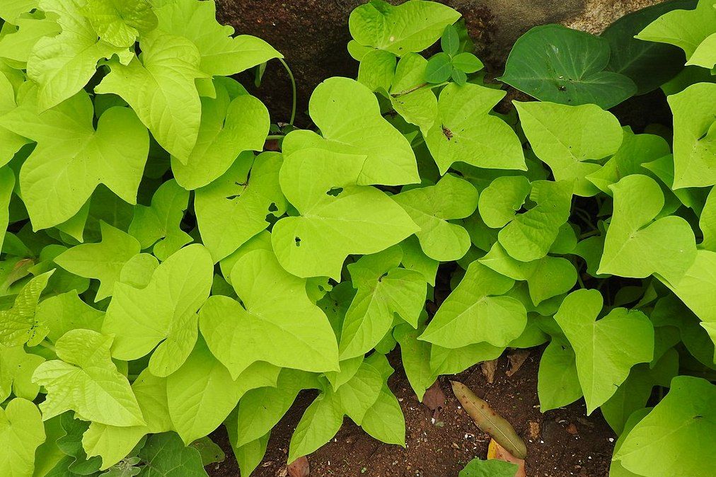 Are Sweet Potato Plant Leaves Edible?