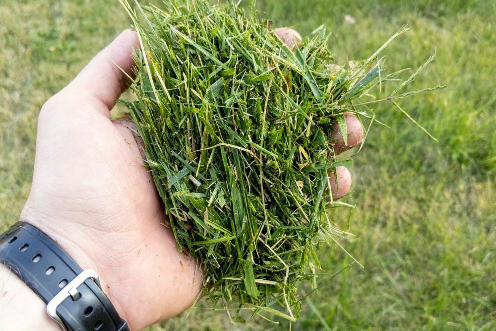 Why You Should Add Lawn Clippings to Your Potted Plants