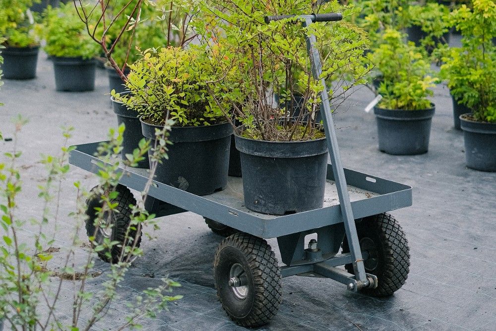 Potted lush plants on cart in garden