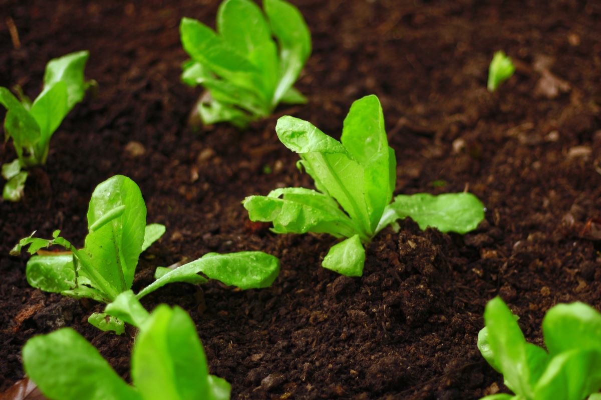 5 Best Fertilizers for Your Lettuce
