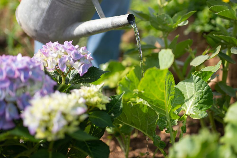 How Often to Water Your Flower Beds
