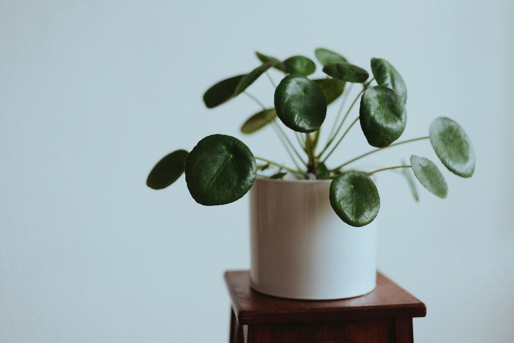Pilea peperomioides with White Pot on Wooden Table