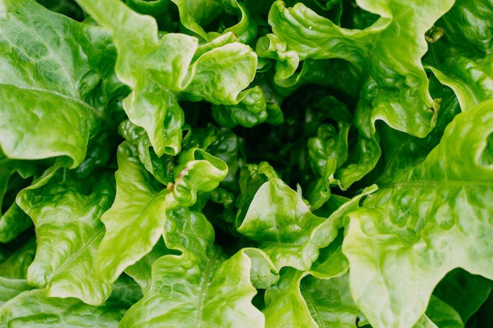 Nourish Your Lettuce Garden Discover the Top 6 Benefits of Using Epsom