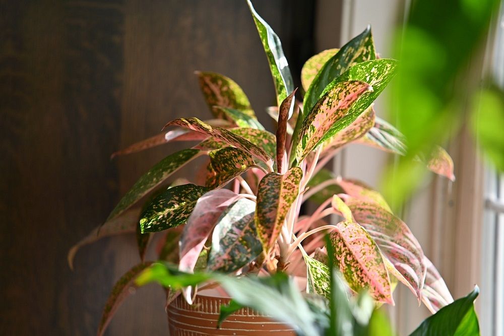 Chinese evergreen plant