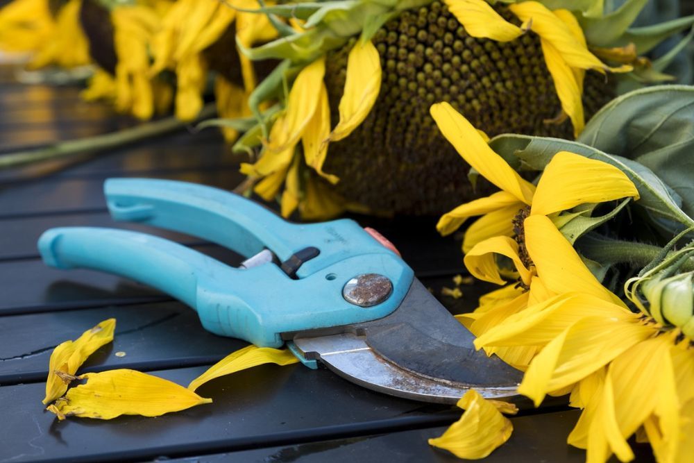 Pruning shears next to yellow petals on a table