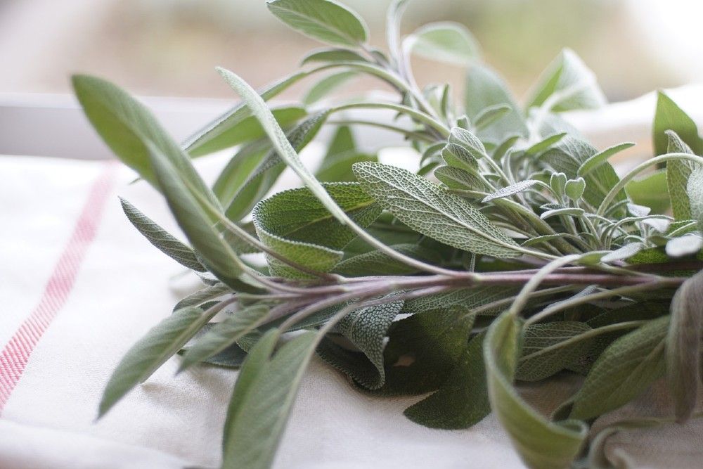 How to Harvest Sage