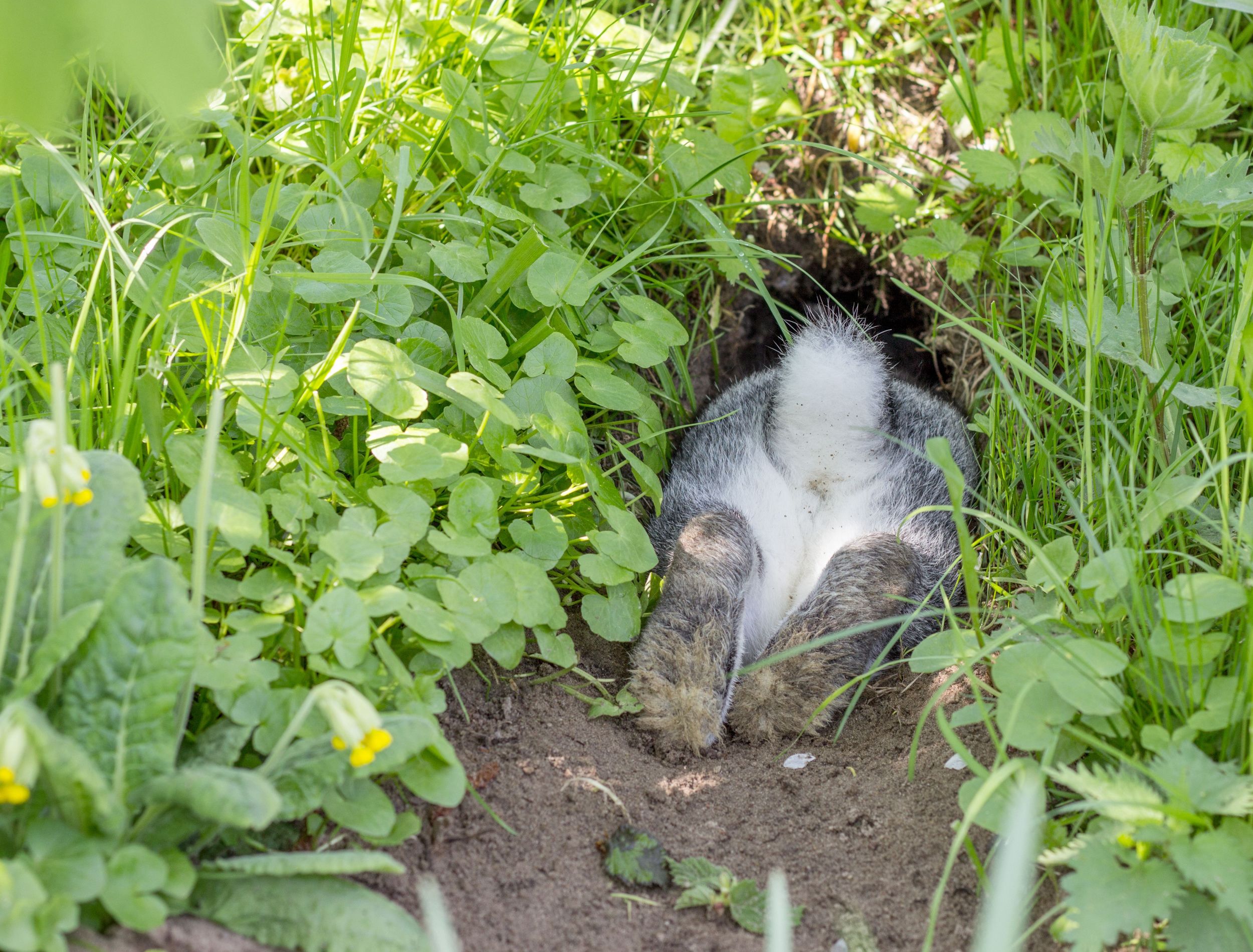 rabbit digging in garden