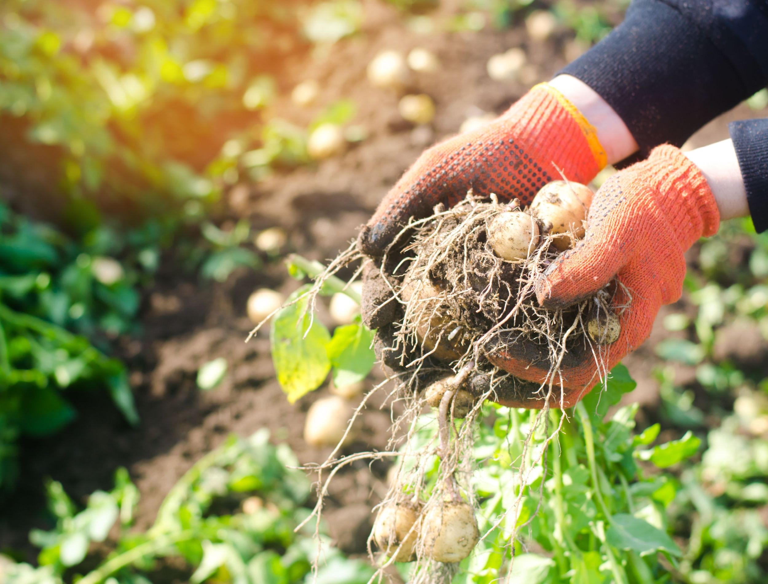 How to Use Epsom Salt for a Better Potato Yield