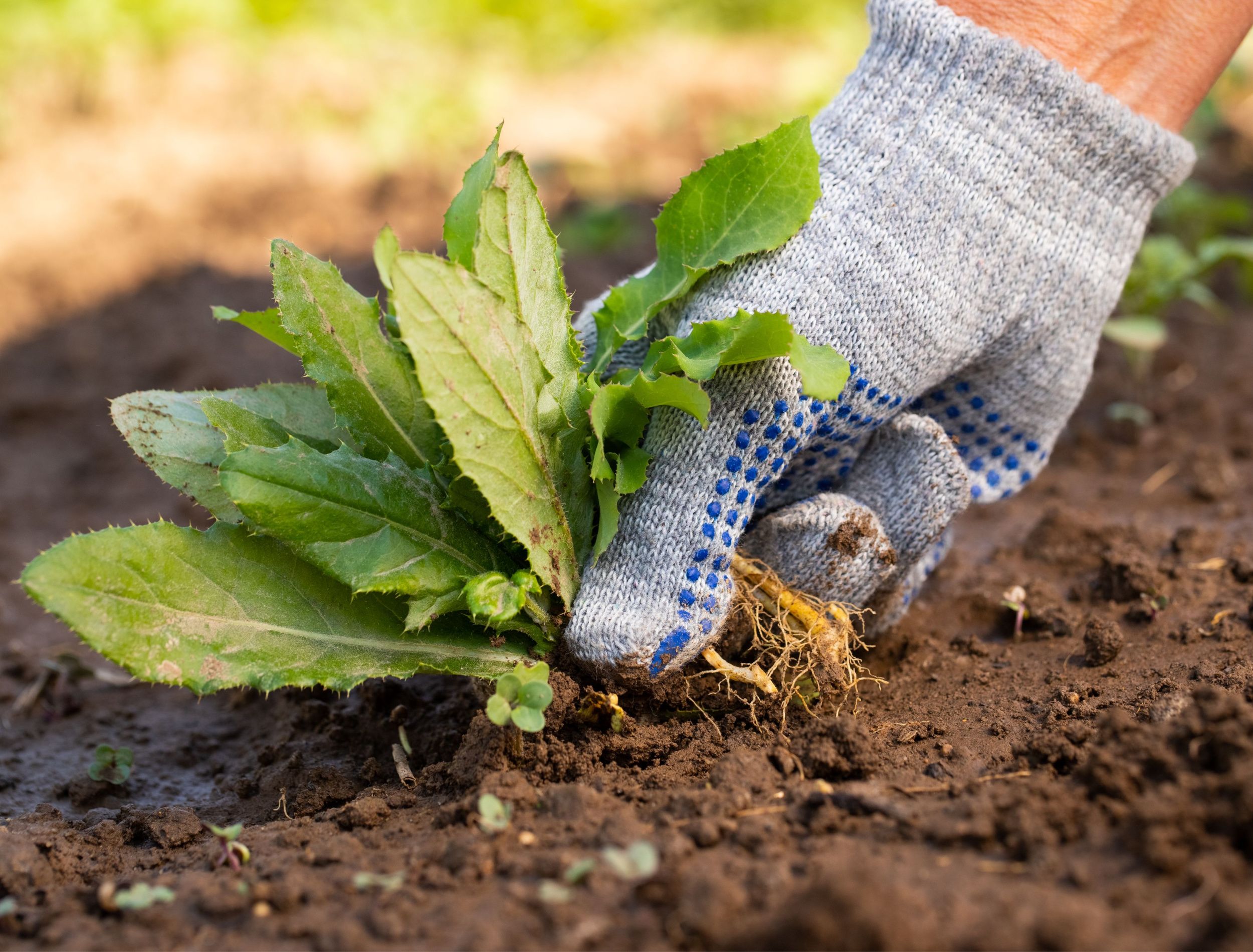 The Best Time to Pull Weeds