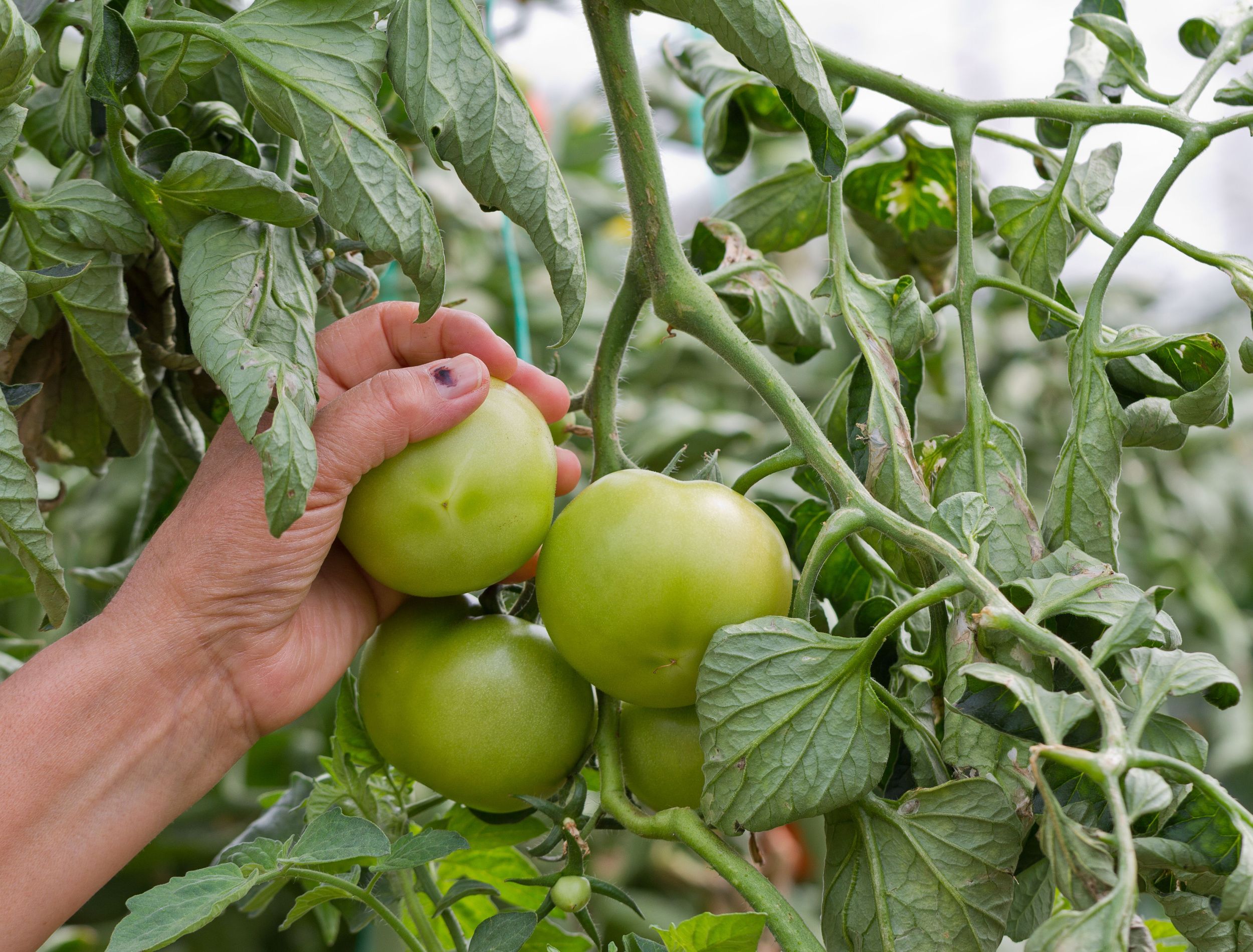 X Reasons Your Tomatoes Aren't Turning Red