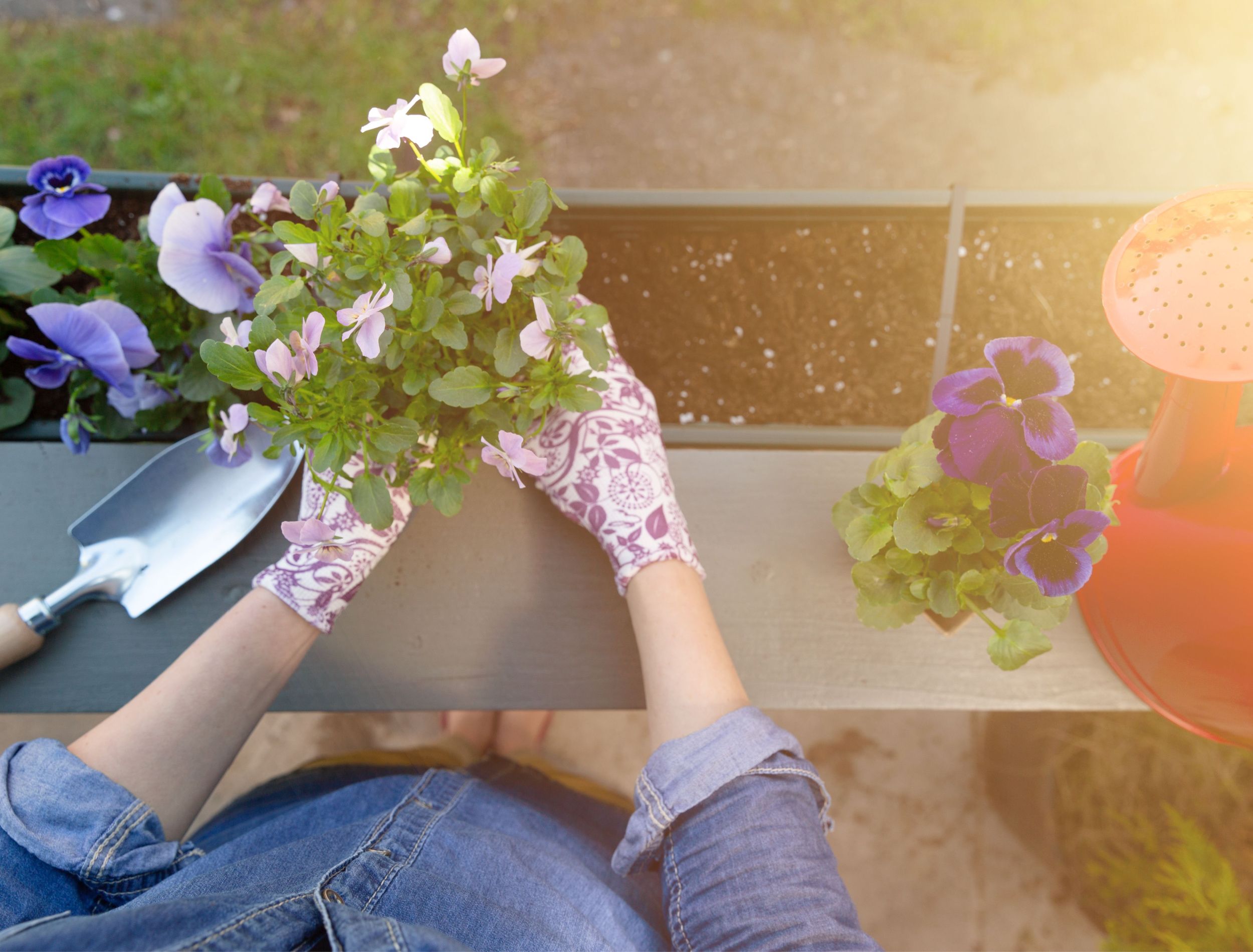 7 Container Plants That Thrive in the Heat