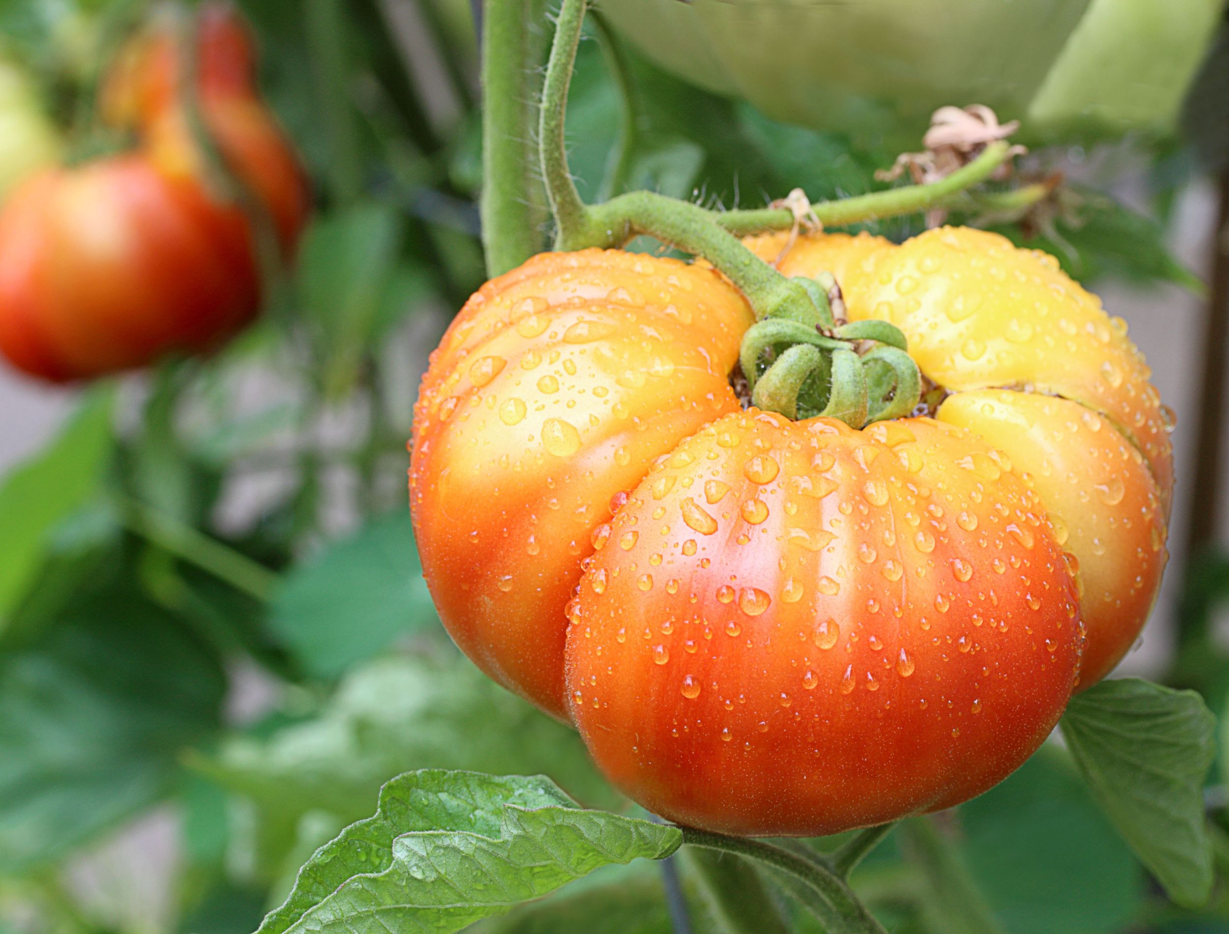 Easy Tips For Beefsteak Tomatoes