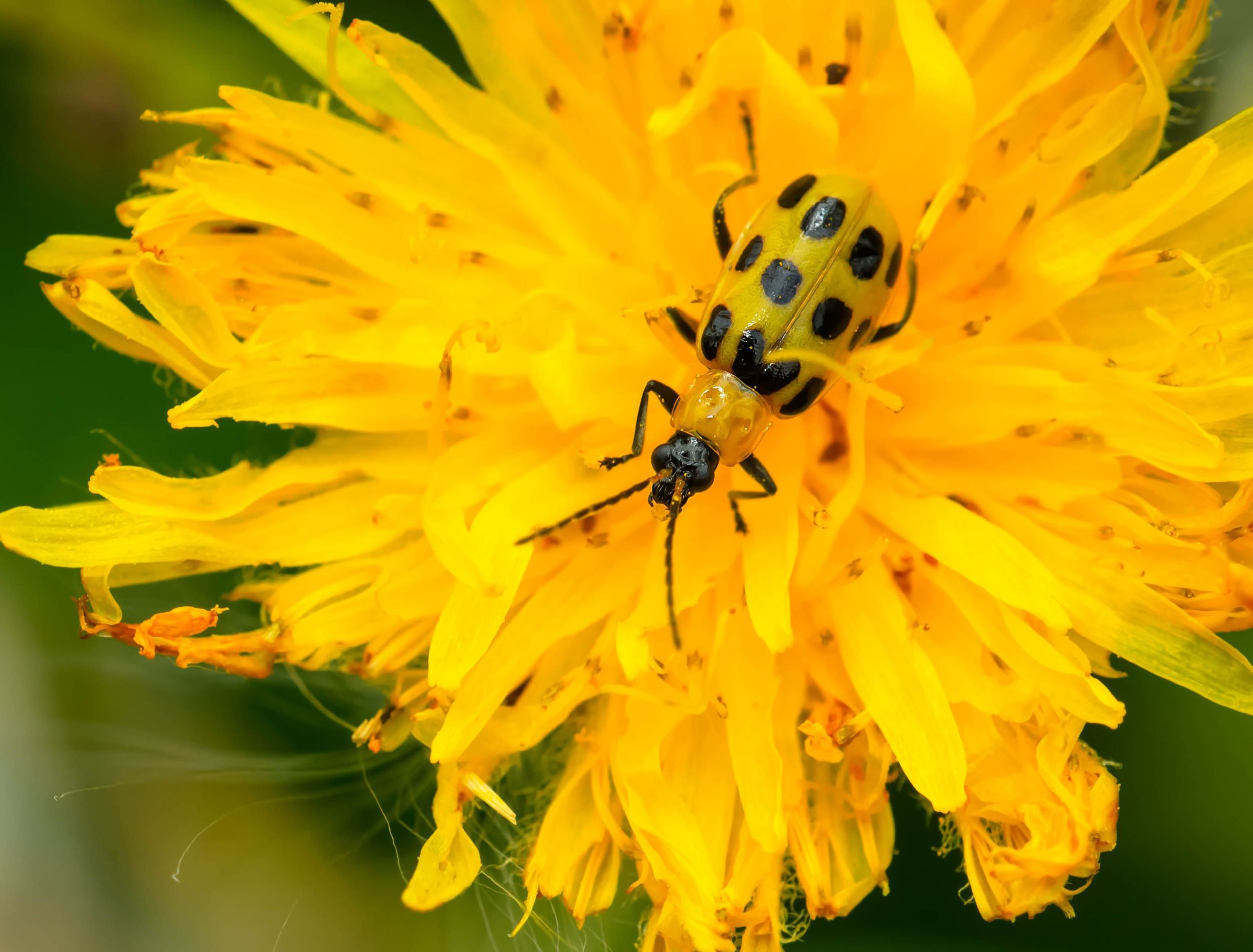 5 Beautiful Marigolds to Add to Your Garden