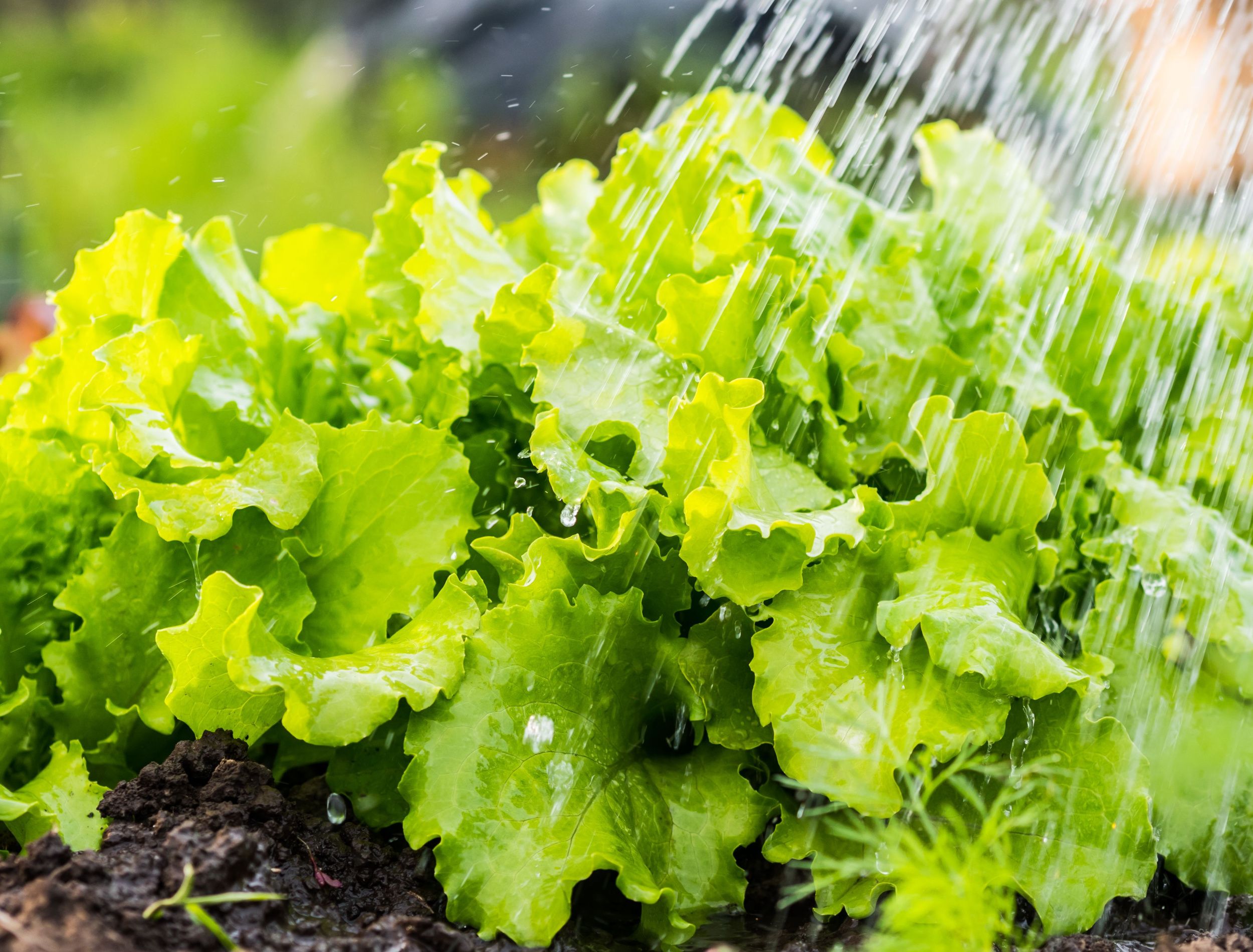 How Often to Water Your Lettuce Plants