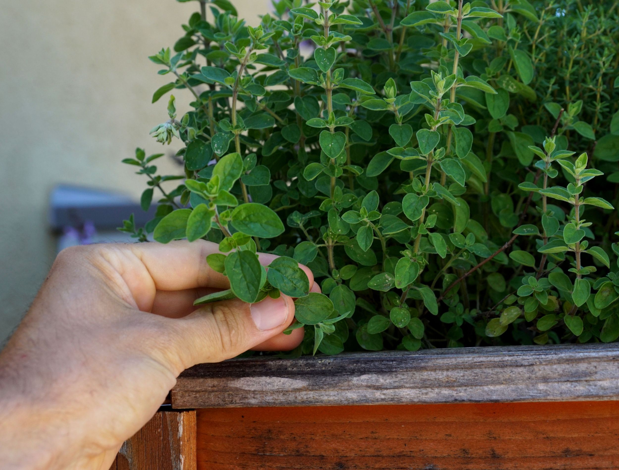 How to Grow Oregano in Your Herb Garden