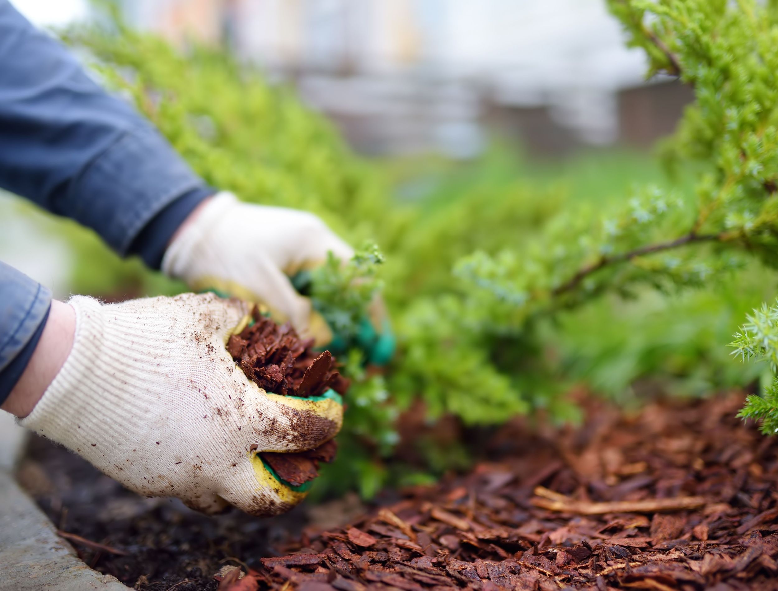 The Best Mulch To Prevent Weeds