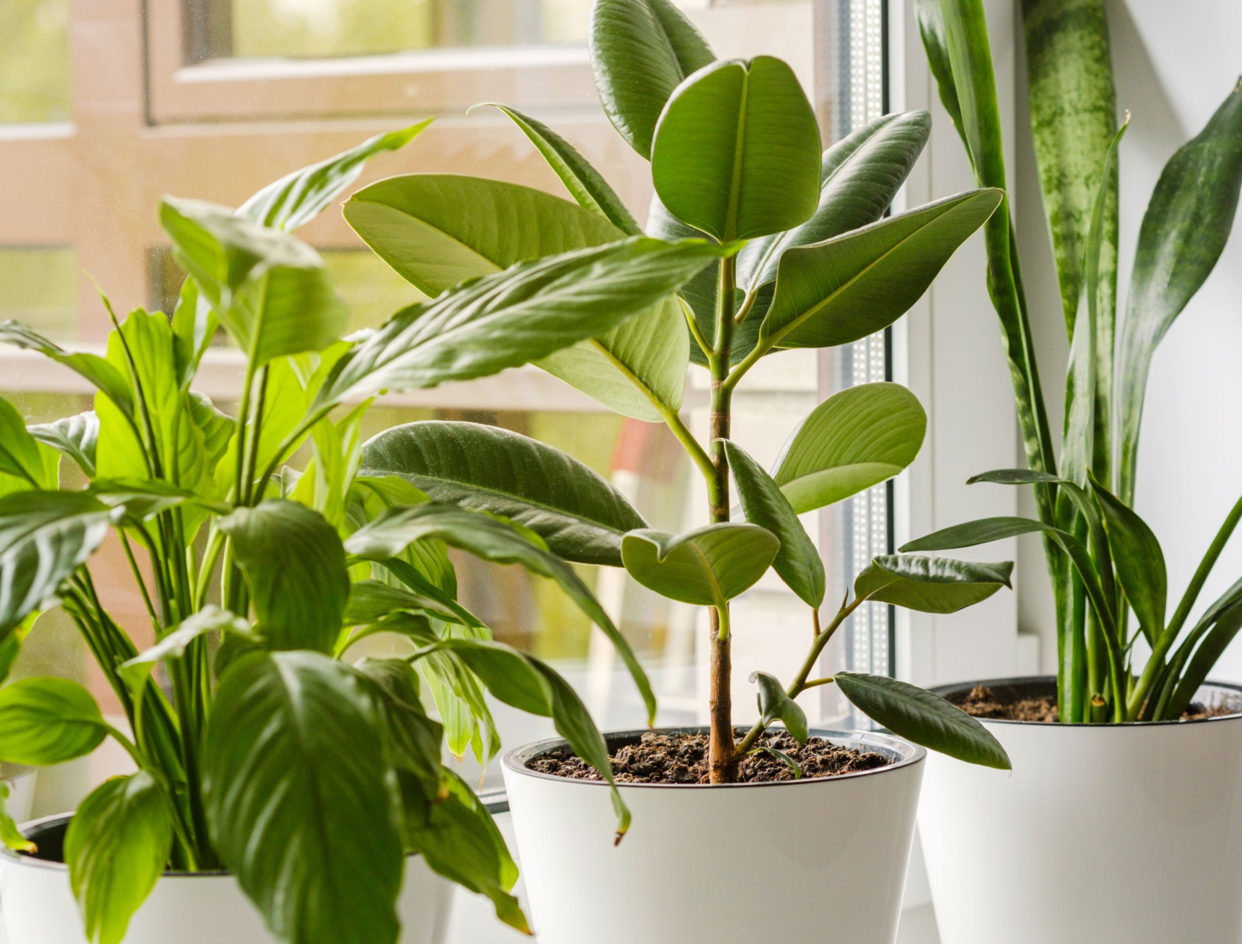 The 15 Best Air Purifying Plants for Your Home