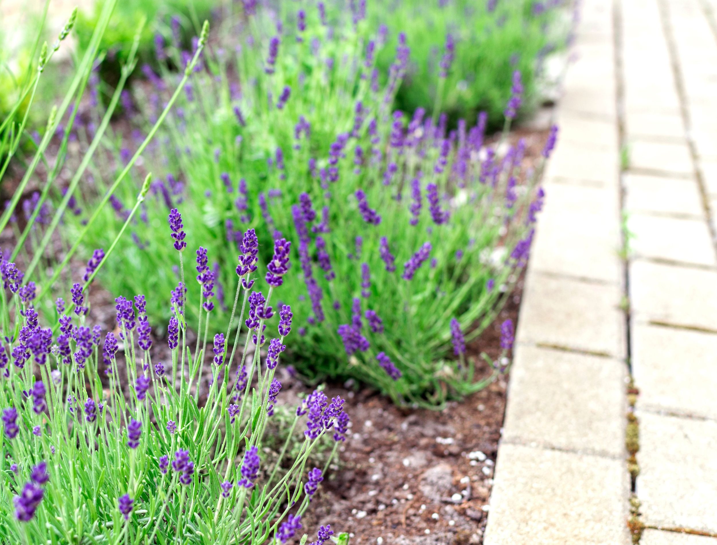 5 Best Plants for Front Yard Paths
