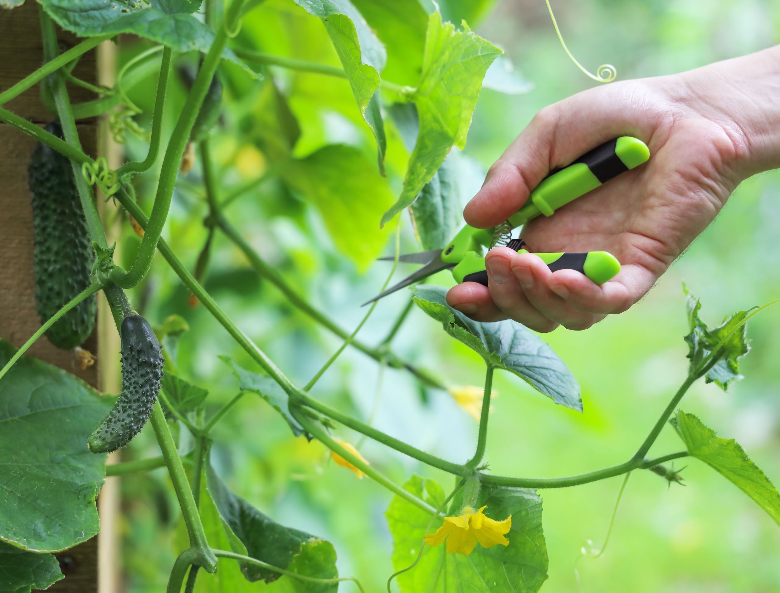 How to Properly Prune Your Cucumber Plants