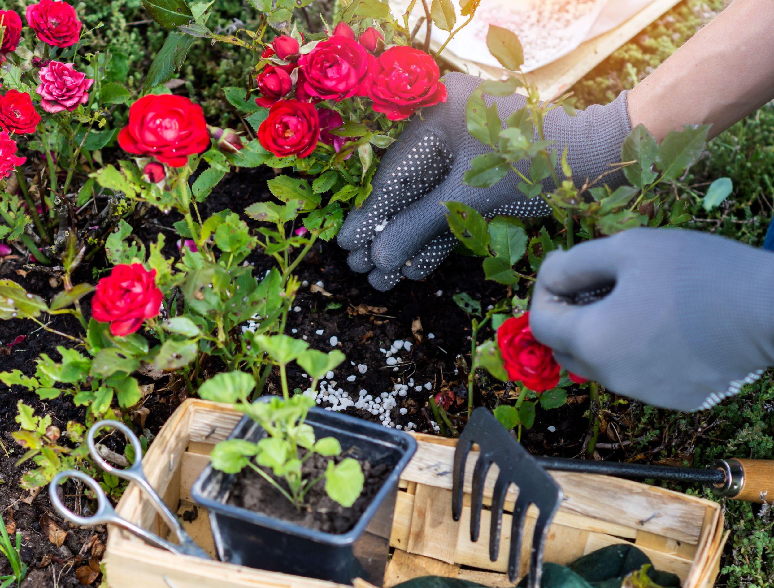How to fertilize your roses with epsom salt