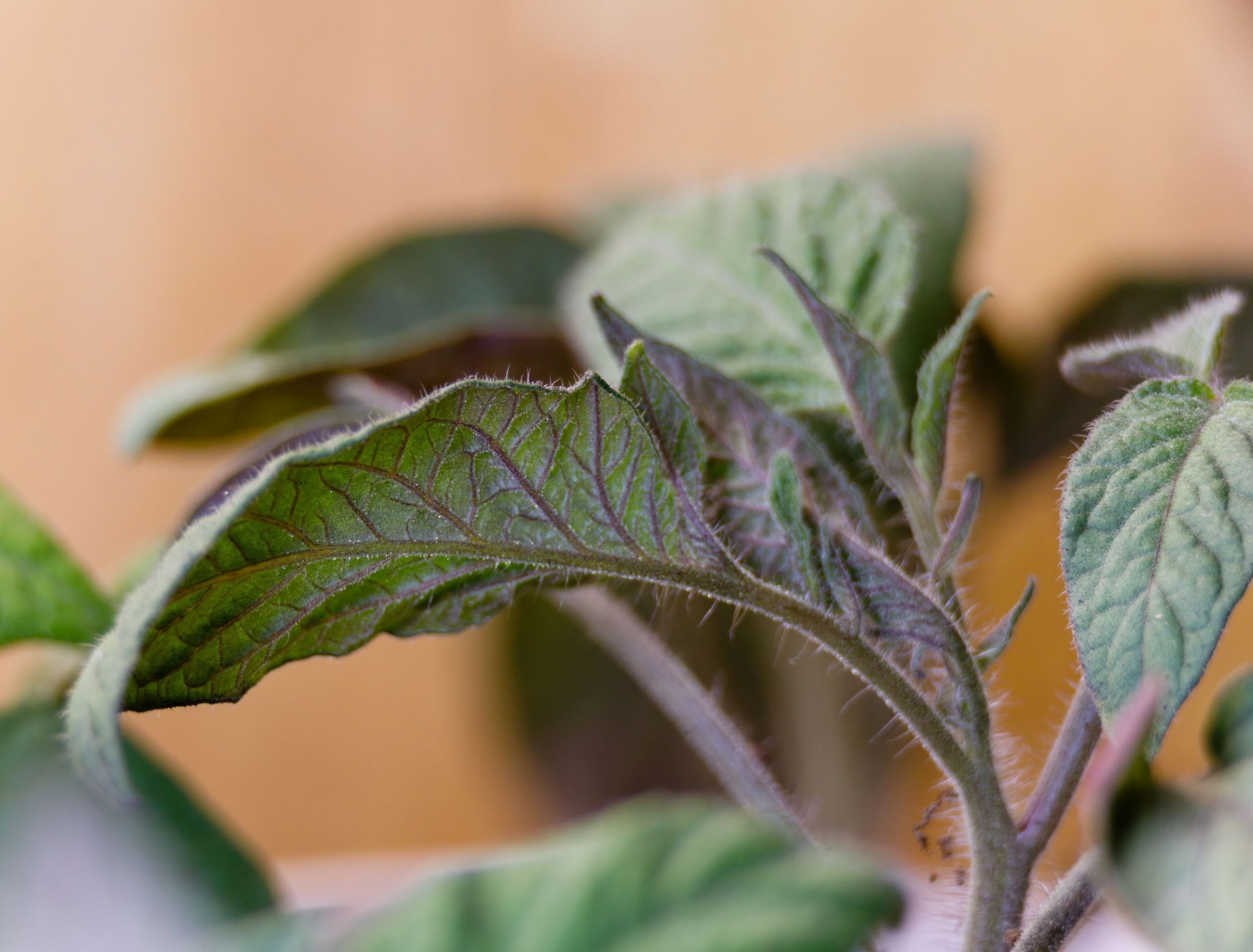 Why Your Tomato Leaves Are Turning Purple