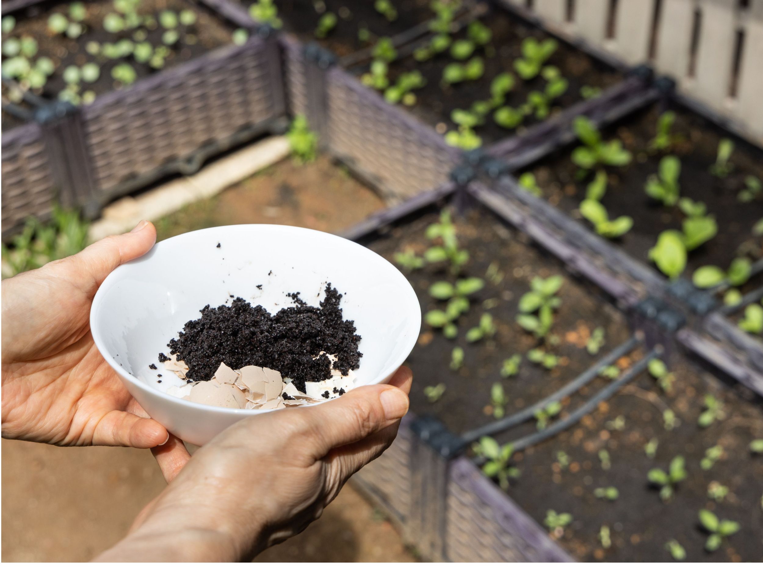 How to Use Coffee Grounds to Prevent Weeds