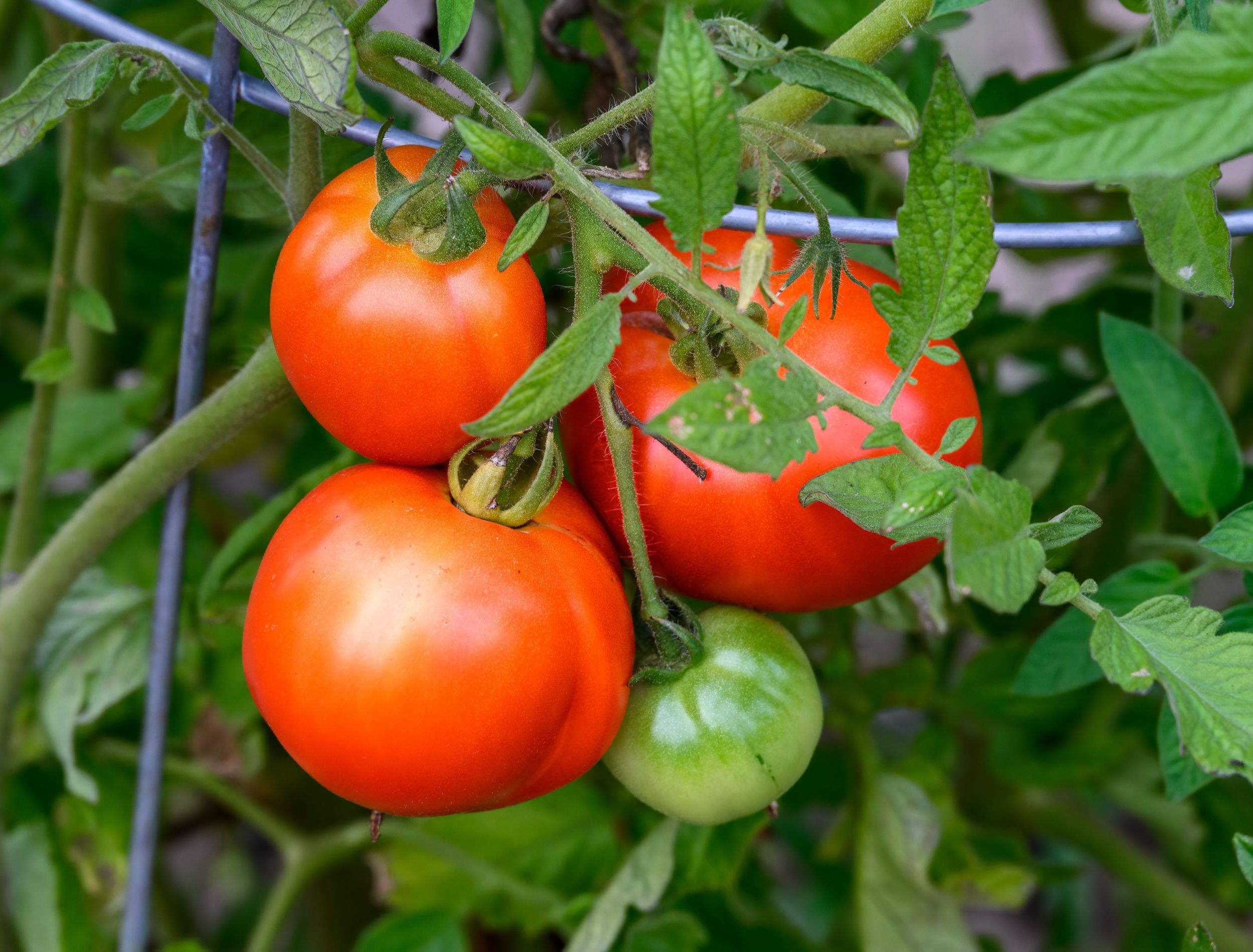 8 Tips for Growing Early Girl Tomatoes