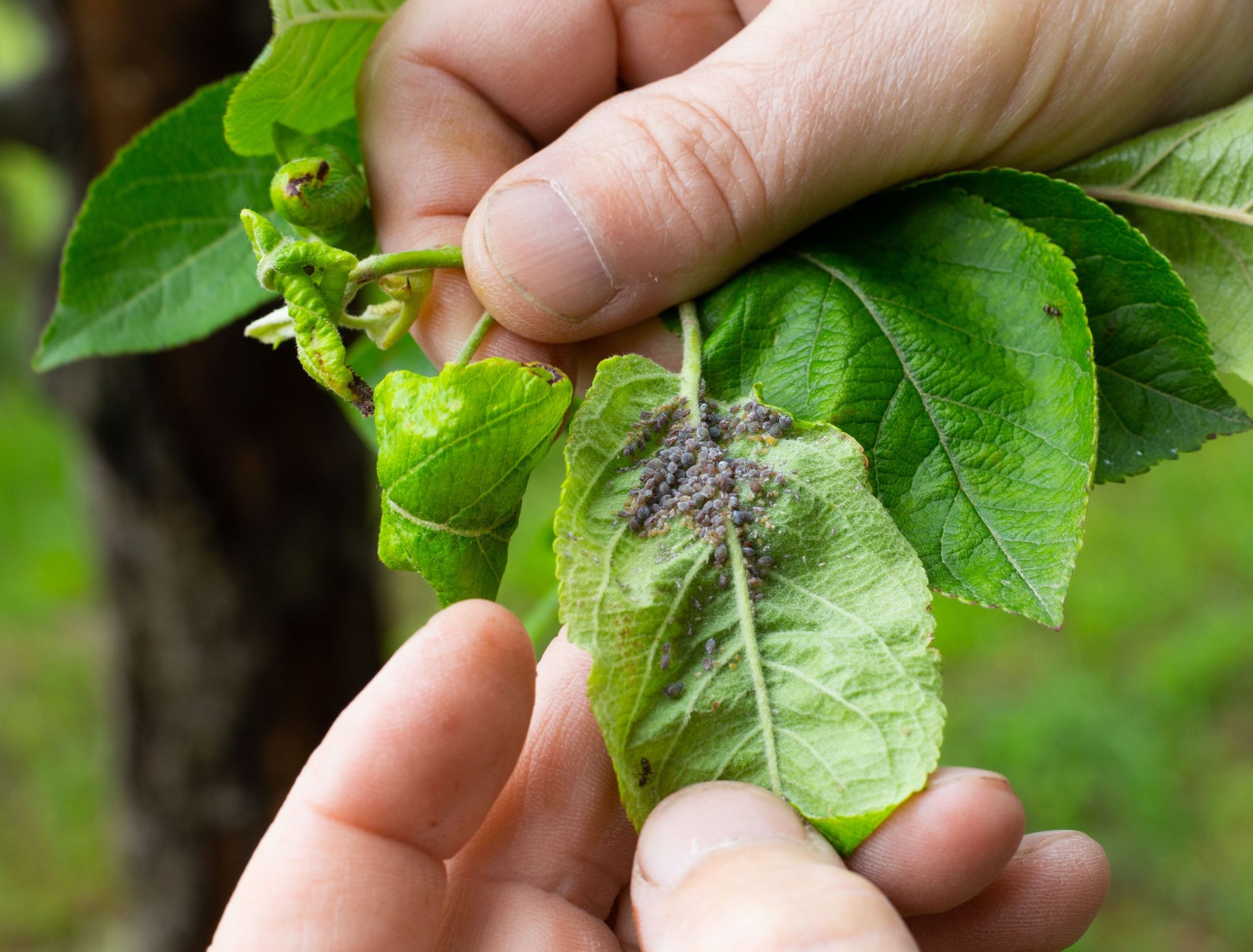 5 Plants That Repel Aphids