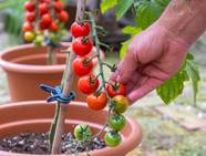 11 Tips For Growing Cherry Tomatoes In Pots