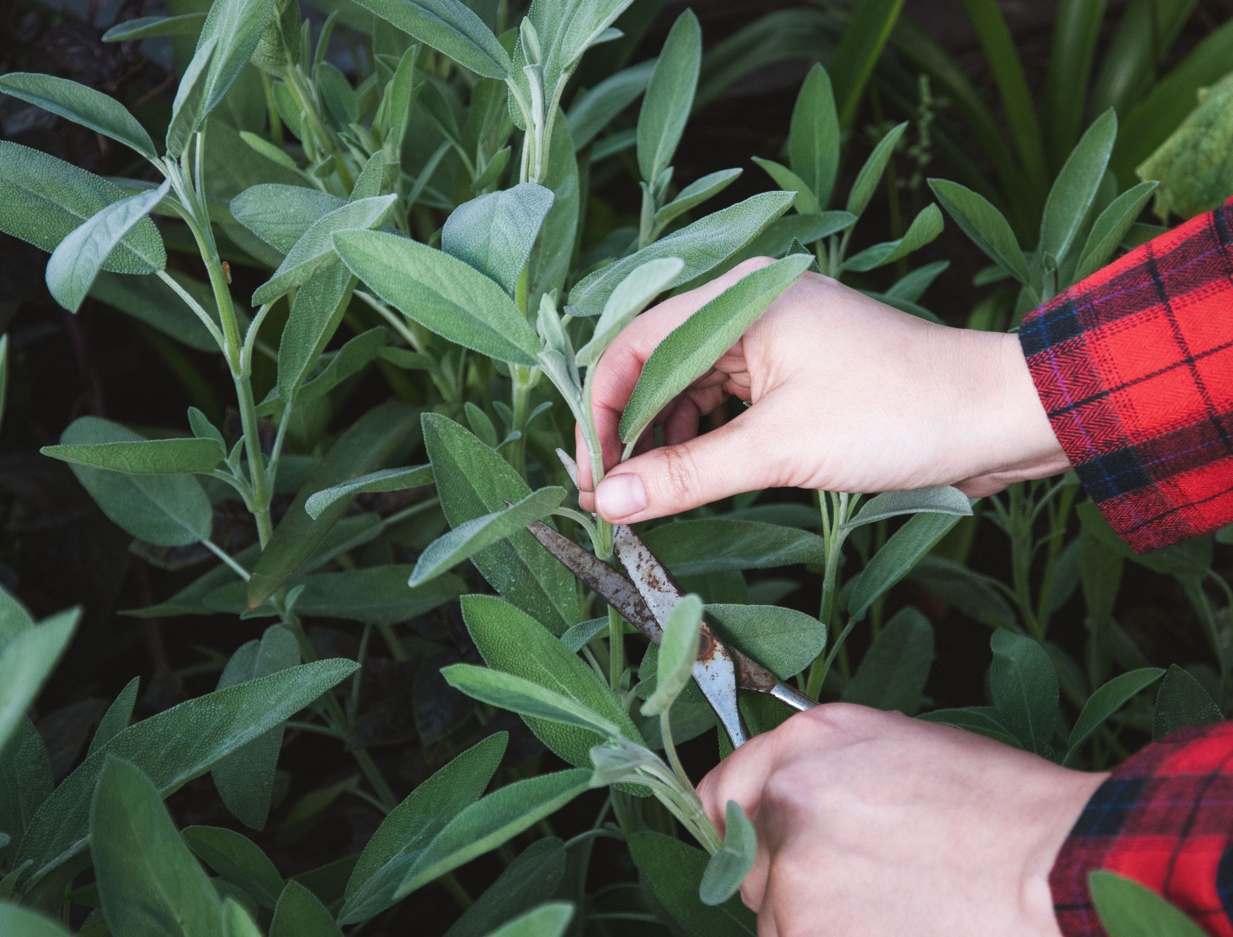 How to Harvest Sage