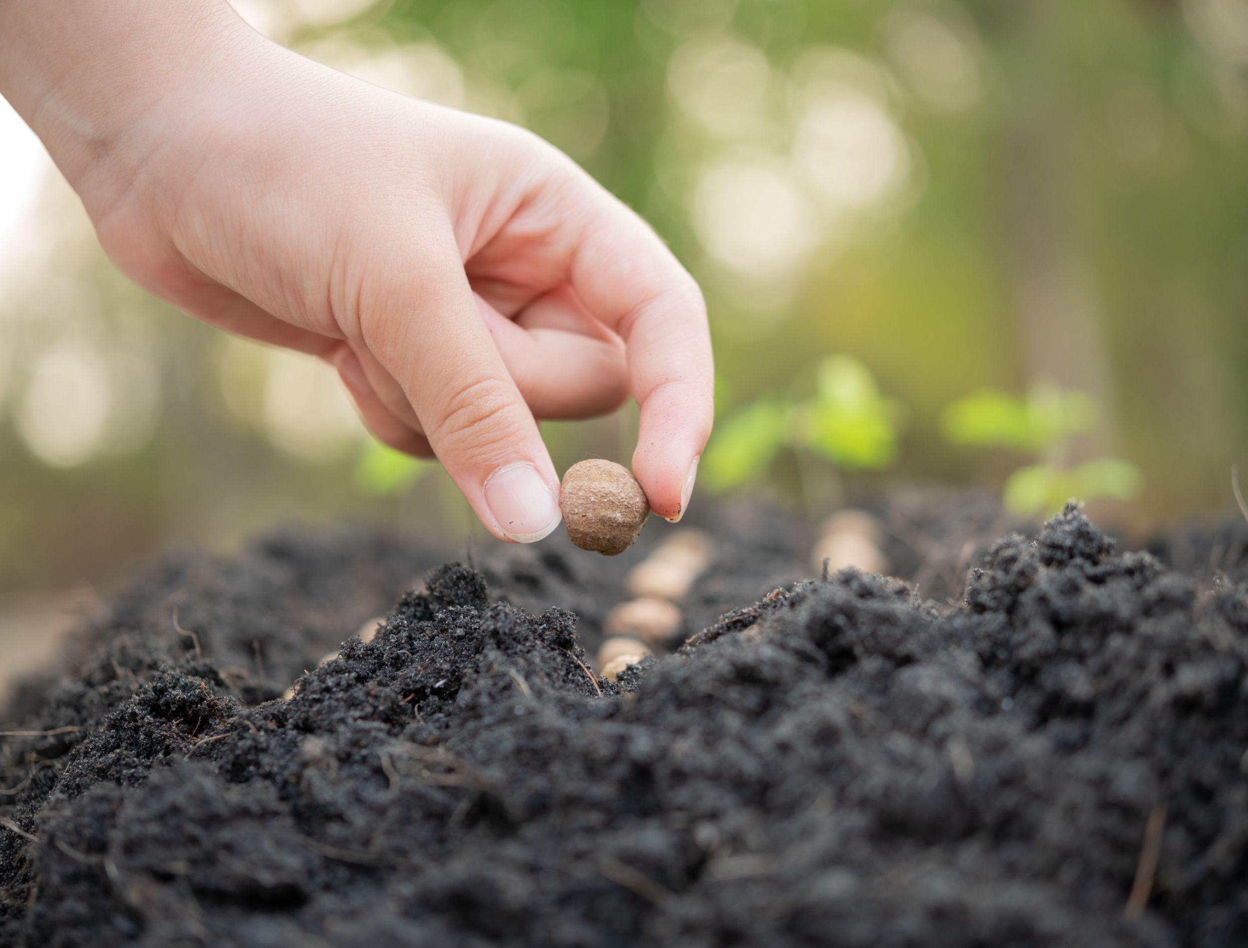 Which Vegetables Should You Plant in July?