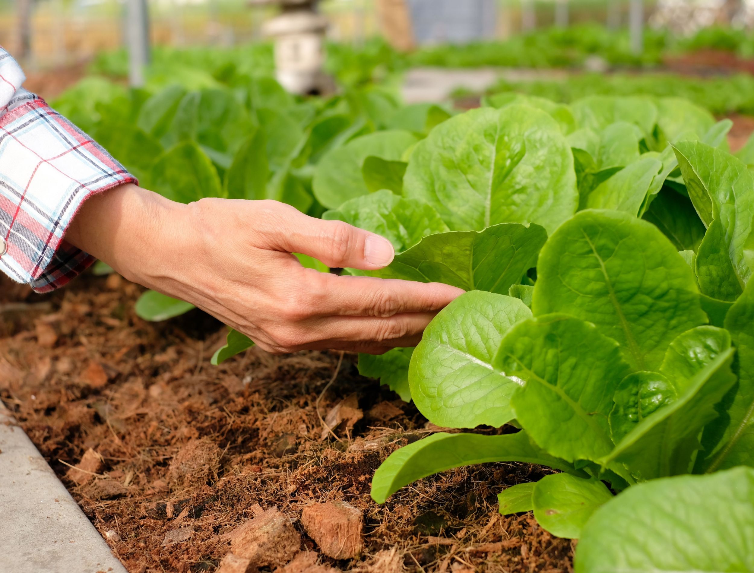 How to Fertilize Lettuce