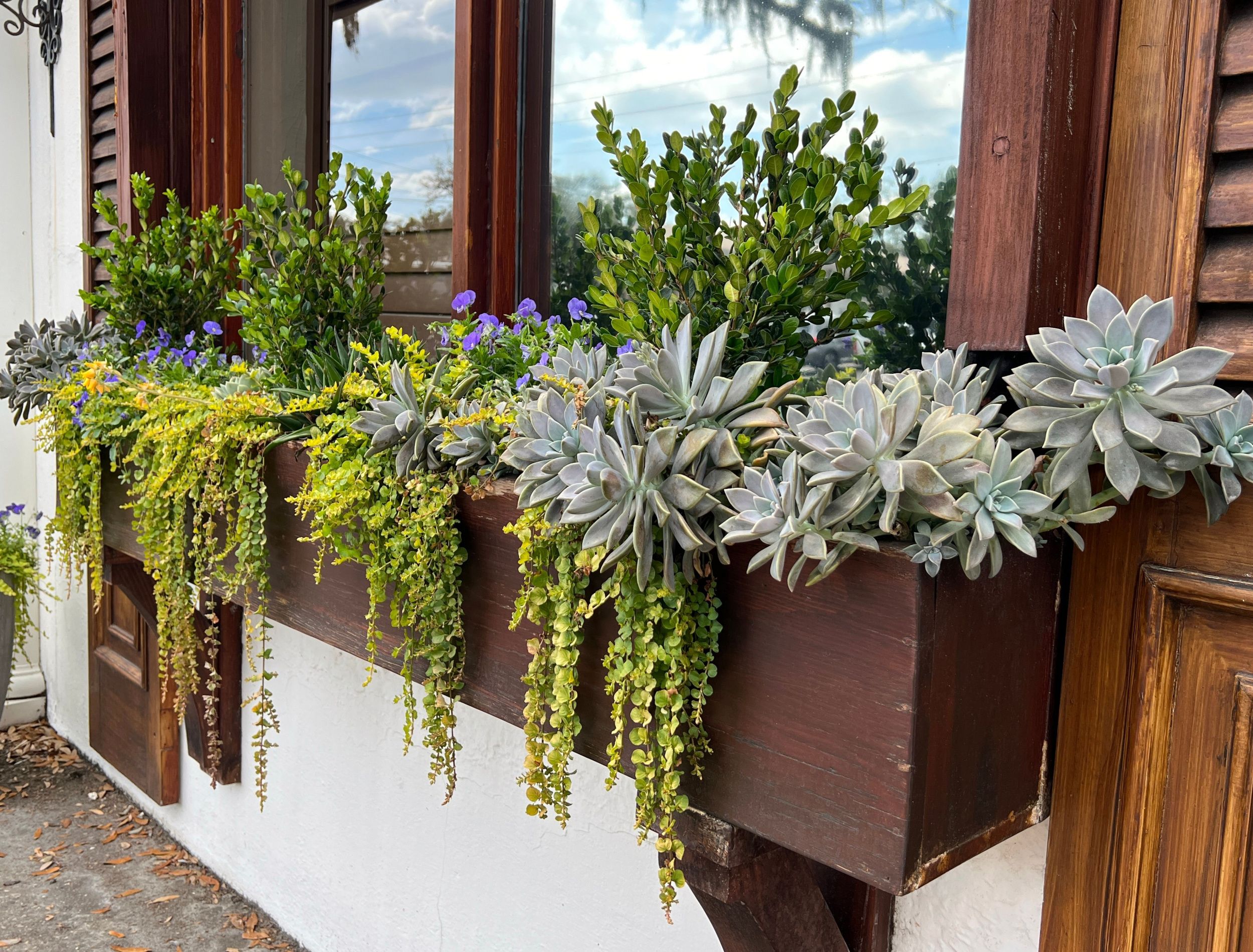 7 Plant Combination Ideas For Your Container Garden