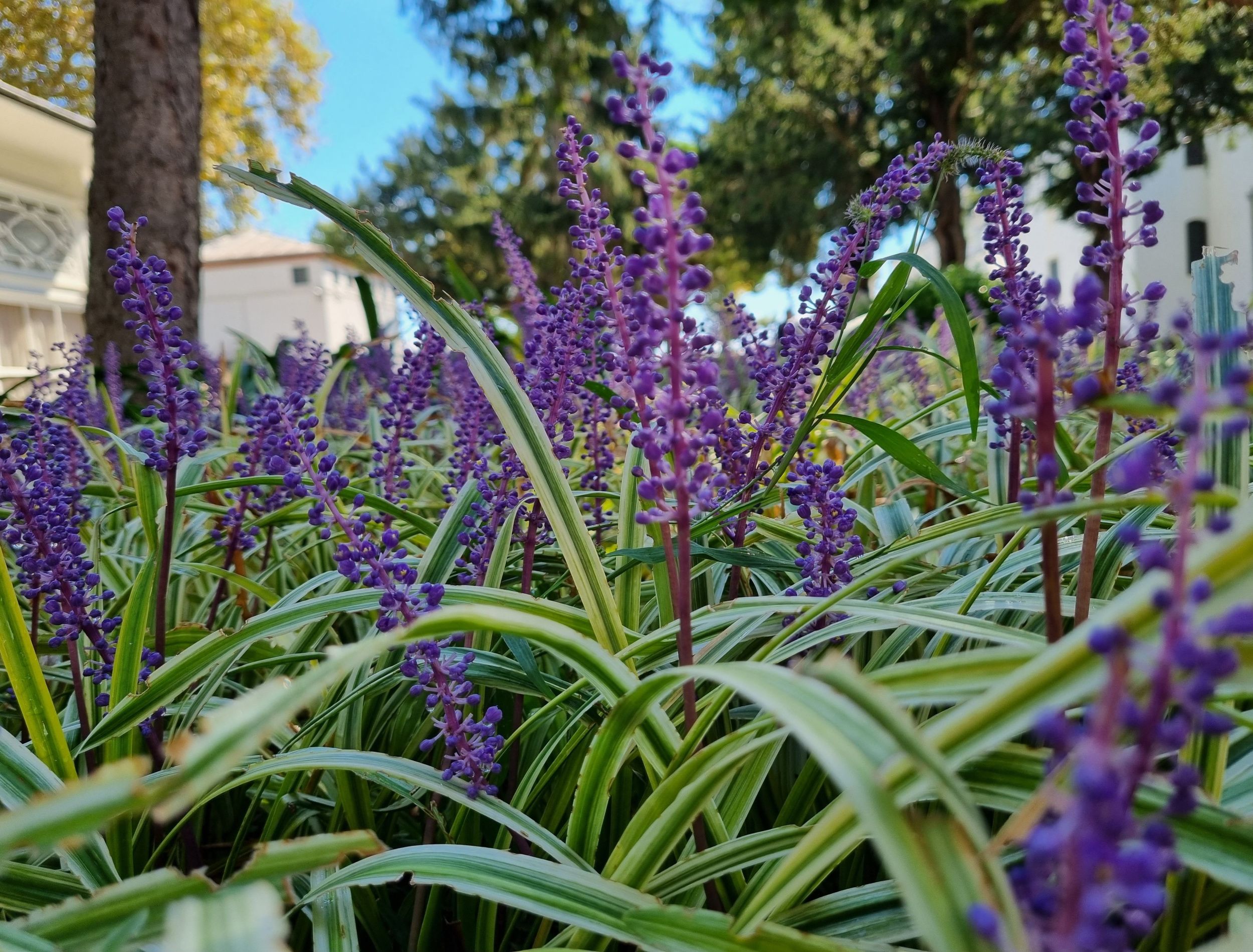 6-plants-that-prevent-weeds-in-your-garden