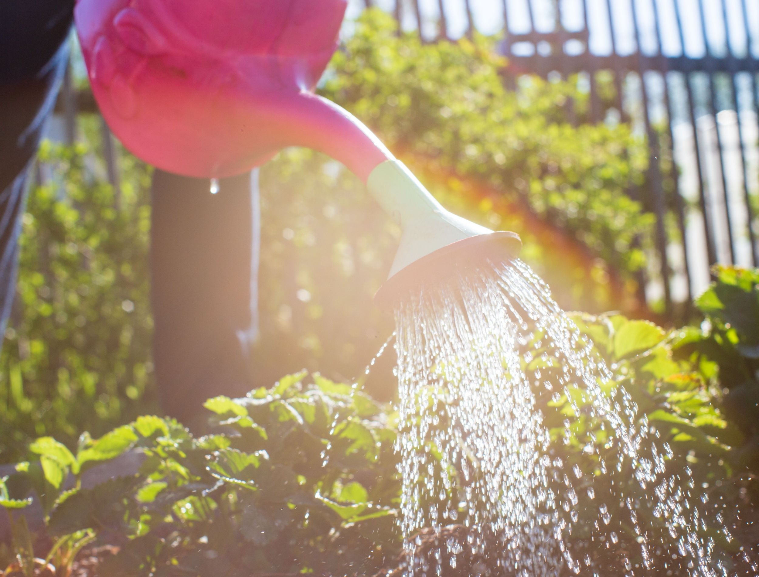 How Often to Water Your Plants in a Heatwave