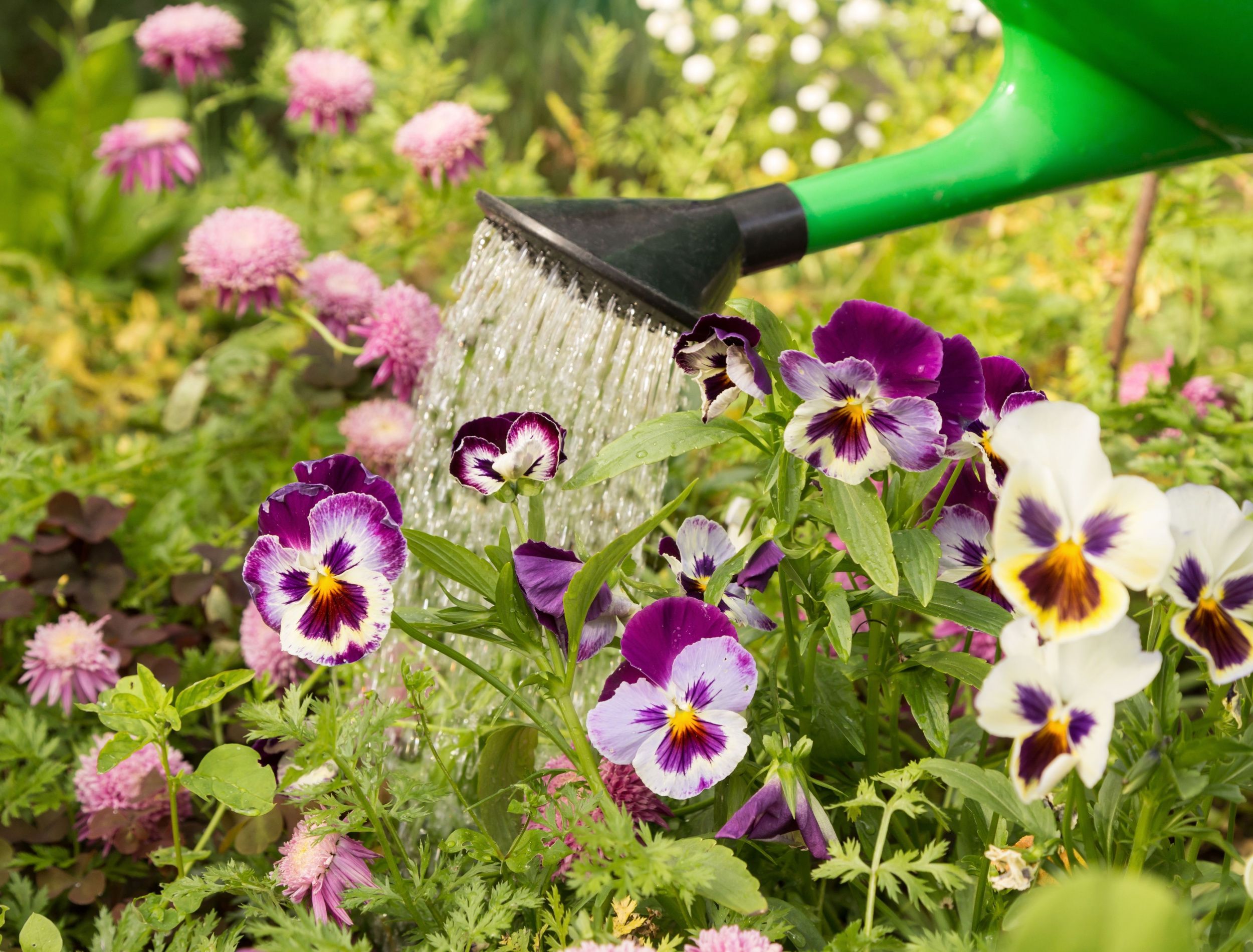 watering flower beds 