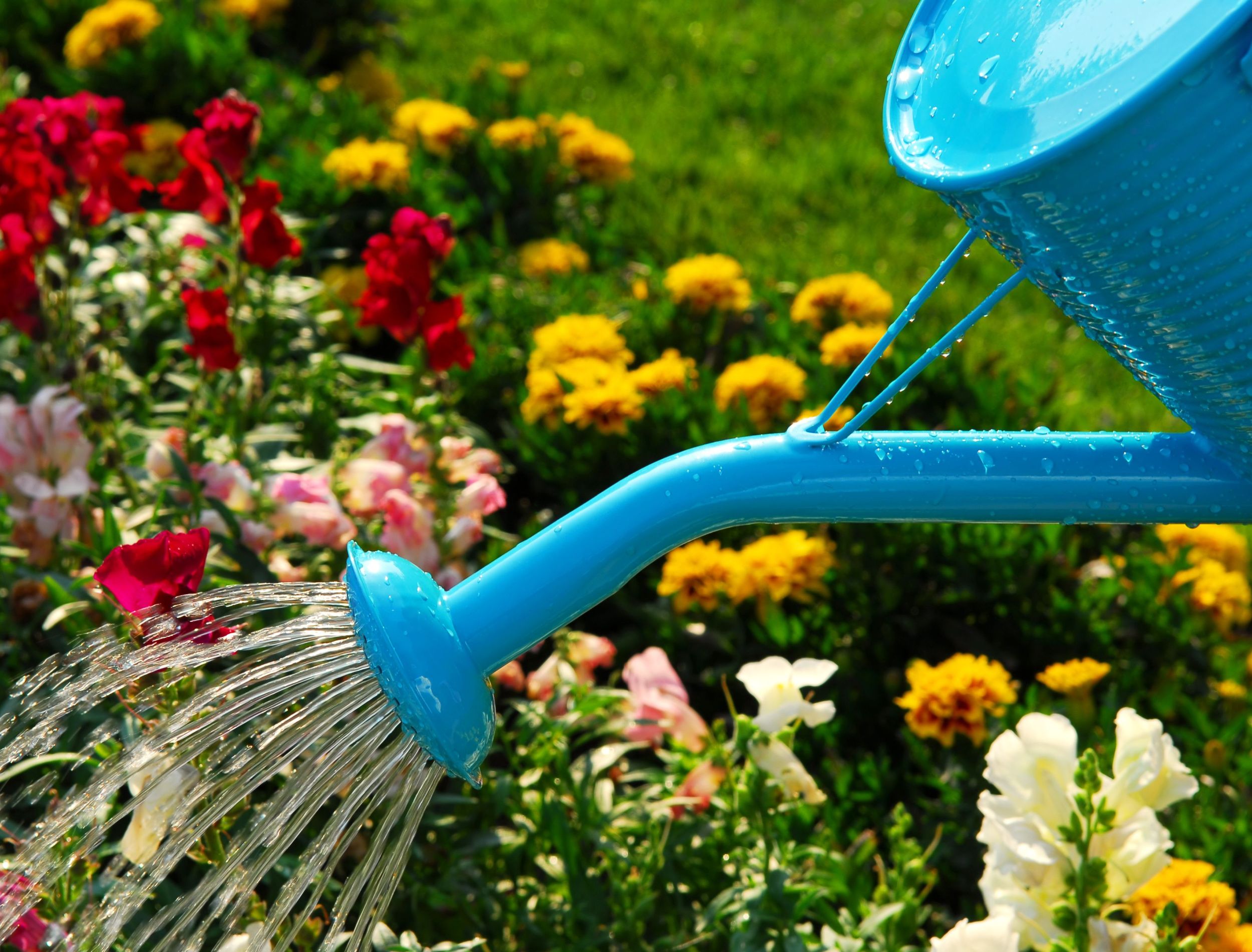 watering flowerbed 