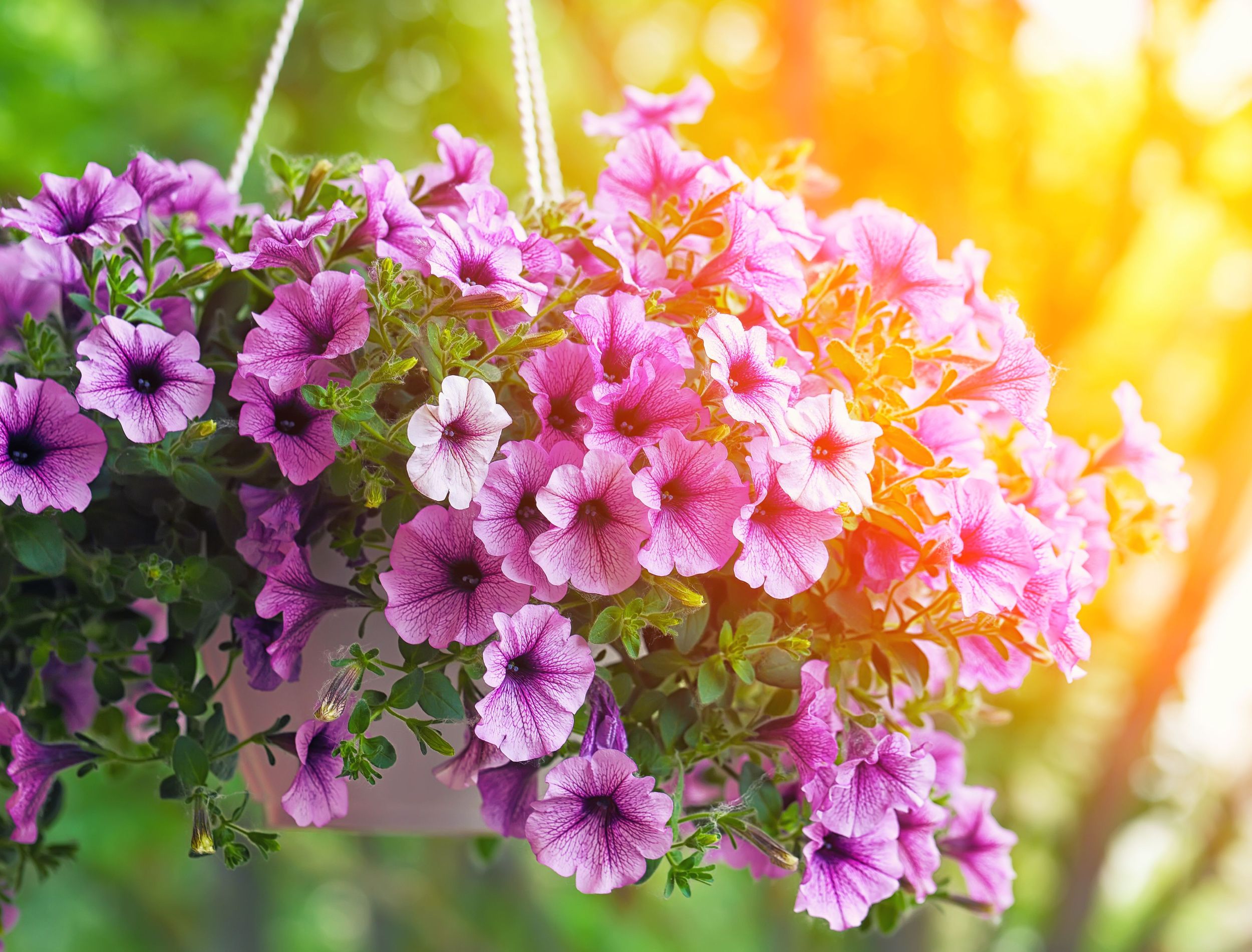 7 of the Best Flowers To Plant in Hanging Baskets