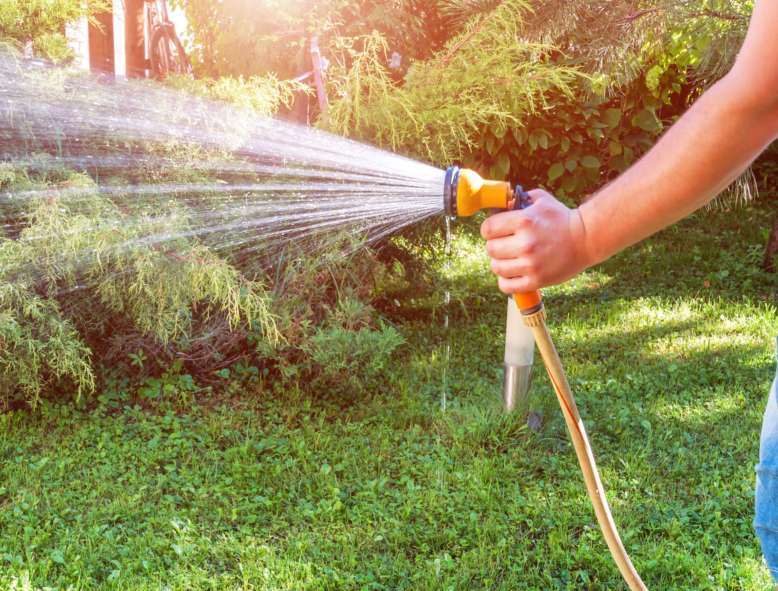 the-best-time-to-water-your-lawn-in-a-heatwave